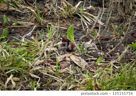 Gunma Prefecture, Oze, Oshimizu Marsh, Skunk cabbage Gunma Prefecture, Oze, Oshimizu Marsh, Skunk cabbage 135155754