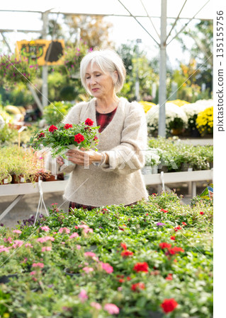 Portrait of happy girl chooses an flower red verbena in flower shop Portrait of happy girl chooses an flower red verbena in flower shop 135155756