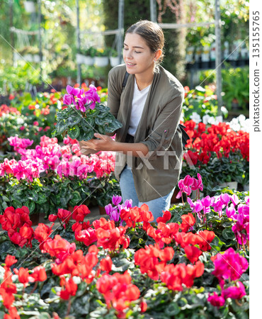 Girl customer-onlooker curiously examines showcase exhibition with indoor plant cyclamen Girl customer-onlooker curiously examines showcase exhibition with indoor plant cyclamen 135155765