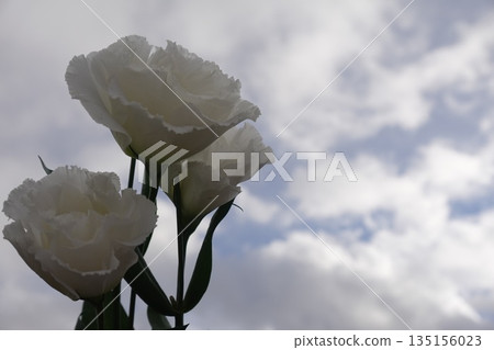 白土耳其粉 白土耳其粉 135156023