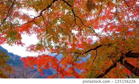 The eye-catching autumn foliage at Odo Dam Park in Niyodogawa Town, Kochi Prefecture The eye-catching autumn foliage at Odo Dam Park in Niyodogawa Town, Kochi Prefecture 135156226