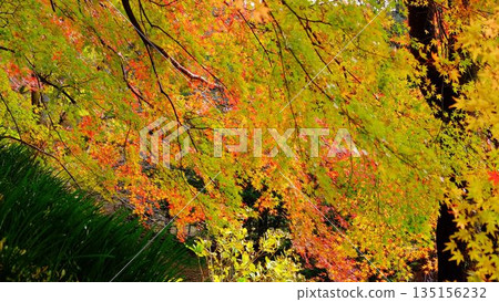 The eye-catching autumn foliage at Odo Dam Park in Niyodogawa Town, Kochi Prefecture 135156232