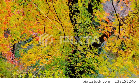 The eye-catching autumn foliage at Odo Dam Park in Niyodogawa Town, Kochi Prefecture The eye-catching autumn foliage at Odo Dam Park in Niyodogawa Town, Kochi Prefecture 135156240
