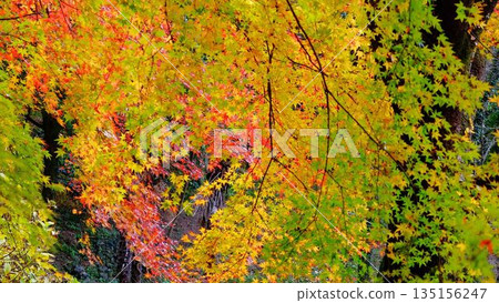 The eye-catching autumn foliage at Odo Dam Park in Niyodogawa Town, Kochi Prefecture The eye-catching autumn foliage at Odo Dam Park in Niyodogawa Town, Kochi Prefecture 135156247