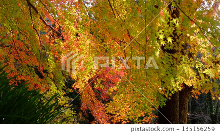 The eye-catching autumn foliage at Odo Dam Park in Niyodogawa Town, Kochi Prefecture The eye-catching autumn foliage at Odo Dam Park in Niyodogawa Town, Kochi Prefecture 135156259