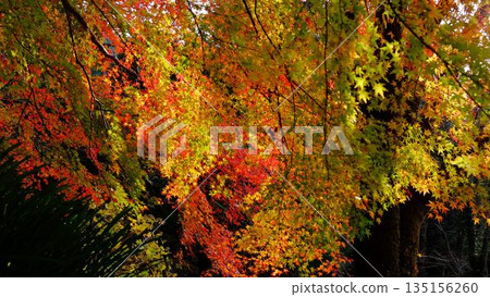 The eye-catching autumn foliage at Odo Dam Park in Niyodogawa Town, Kochi Prefecture The eye-catching autumn foliage at Odo Dam Park in Niyodogawa Town, Kochi Prefecture 135156260