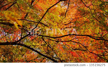 The eye-catching autumn foliage at Odo Dam Park in Niyodogawa Town, Kochi Prefecture The eye-catching autumn foliage at Odo Dam Park in Niyodogawa Town, Kochi Prefecture 135156275