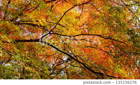 The eye-catching autumn foliage at Odo Dam Park in Niyodogawa Town, Kochi Prefecture 135156276