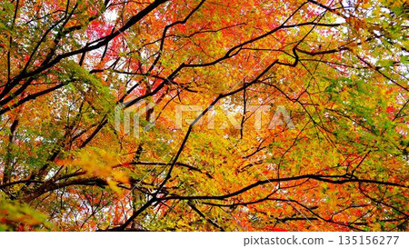 The eye-catching autumn foliage at Odo Dam Park in Niyodogawa Town, Kochi Prefecture The eye-catching autumn foliage at Odo Dam Park in Niyodogawa Town, Kochi Prefecture 135156277