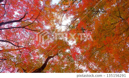 高知縣新淀川町大戶水壩公園的秋葉景色令人賞心悅目。 高知縣新淀川町大戶水壩公園的秋葉景色令人賞心悅目。 135156291
