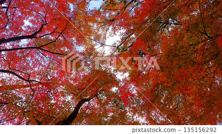 The eye-catching autumn foliage at Odo Dam Park in Niyodogawa Town, Kochi Prefecture 135156292
