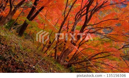 高知縣新淀川町大戶水壩公園的秋葉景色令人賞心悅目。 高知縣新淀川町大戶水壩公園的秋葉景色令人賞心悅目。 135156306