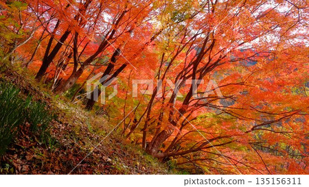 The eye-catching autumn foliage at Odo Dam Park in Niyodogawa Town, Kochi Prefecture The eye-catching autumn foliage at Odo Dam Park in Niyodogawa Town, Kochi Prefecture 135156311