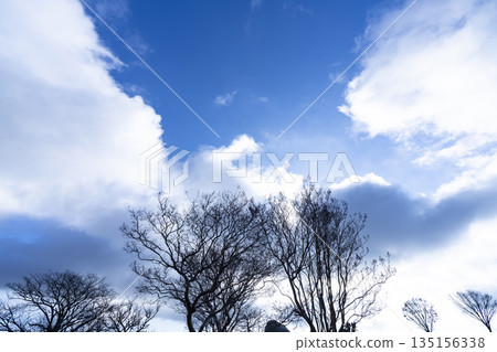 Winter sky, clouds and trees 135156338