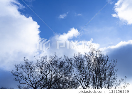 冬日的天空、雲彩和樹木 135156339