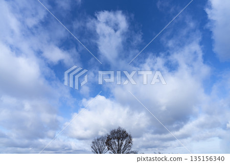 冬日的天空、雲彩和樹木 冬日的天空、雲彩和樹木 135156340