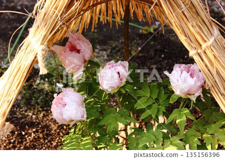 A winter peony called "Airenka" bloomed at the Ueno Peony Garden in January 2026. A winter peony called "Airenka" bloomed at the Ueno Peony Garden in January 2026. 135156396