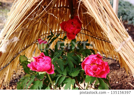 2026年1月，一株名為「新日月」的冬季牡丹在上野牡丹園盛開。 135156397