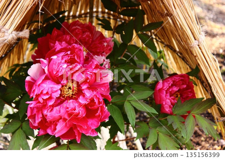 A winter peony called "Shimanishiki" bloomed at the Ueno Peony Garden in January 2026 (1) 135156399