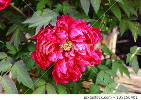 A winter peony called "Shimanishiki" bloomed at the Ueno Peony Garden in January 2026 (3) 135156401