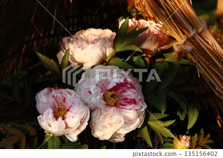A winter peony called "Shimanishiki" bloomed at the Ueno Peony Garden in January 2026 (4) 135156402