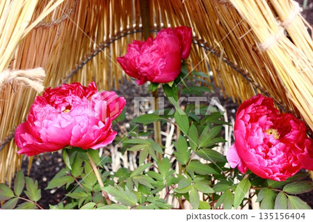A winter peony called "Shimanishiki" bloomed at the Ueno Peony Garden in January 2026 (6) 135156404