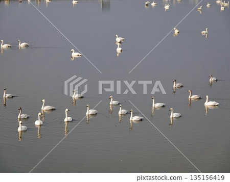 A flock of swans floating on the surface of the water A flock of swans floating on the surface of the water 135156419