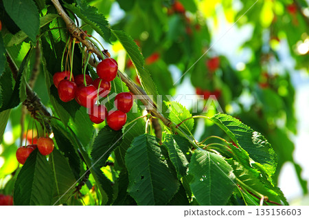 Rostfuss's cherries are ripe Rostfuss's cherries are ripe 135156603