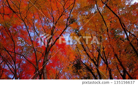 Brightly lit autumn leaves at the park on the shore of Odo Dam Lake in Niyodogawa Town, Kochi Prefecture 135156637