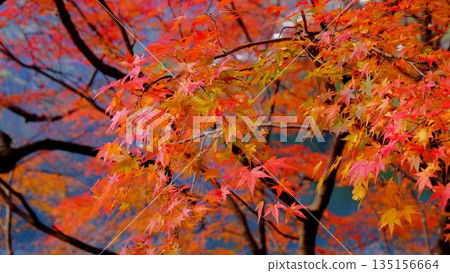 高知縣新淀川町大戶水壩湖畔公園裡，秋葉在燈光的襯托下顯得格外明亮。 135156664