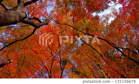 Brightly lit autumn leaves at the park on the shore of Odo Dam Lake in Niyodogawa Town, Kochi Prefecture Brightly lit autumn leaves at the park on the shore of Odo Dam Lake in Niyodogawa Town, Kochi Prefecture 135156678
