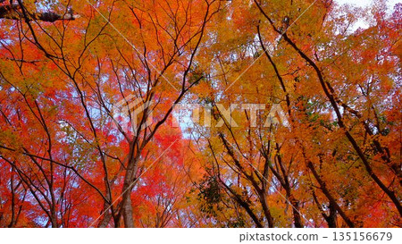 Brightly lit autumn leaves at the park on the shore of Odo Dam Lake in Niyodogawa Town, Kochi Prefecture Brightly lit autumn leaves at the park on the shore of Odo Dam Lake in Niyodogawa Town, Kochi Prefecture 135156679