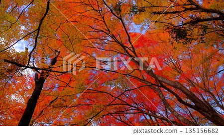 Brightly lit autumn leaves at the park on the shore of Odo Dam Lake in Niyodogawa Town, Kochi Prefecture Brightly lit autumn leaves at the park on the shore of Odo Dam Lake in Niyodogawa Town, Kochi Prefecture 135156682