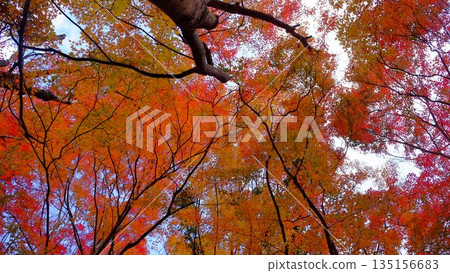 Brightly lit autumn leaves at the park on the shore of Odo Dam Lake in Niyodogawa Town, Kochi Prefecture 135156683