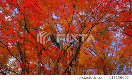 Brightly lit autumn leaves at the park on the shore of Odo Dam Lake in Niyodogawa Town, Kochi Prefecture Brightly lit autumn leaves at the park on the shore of Odo Dam Lake in Niyodogawa Town, Kochi Prefecture 135156692
