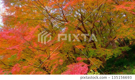Brightly lit autumn leaves at the park on the shore of Odo Dam Lake in Niyodogawa Town, Kochi Prefecture Brightly lit autumn leaves at the park on the shore of Odo Dam Lake in Niyodogawa Town, Kochi Prefecture 135156693