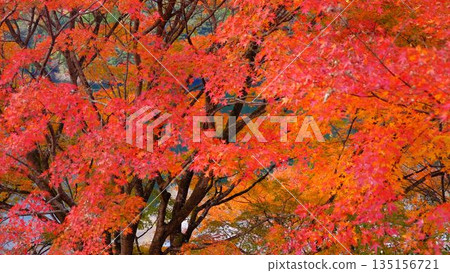 高知縣新淀川町大戶水壩湖畔公園裡，秋葉在燈光的襯托下顯得格外明亮。 135156721