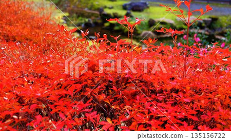 高知縣新淀川町大戶水壩湖畔公園裡，秋葉在燈光的襯托下顯得格外明亮。 135156722