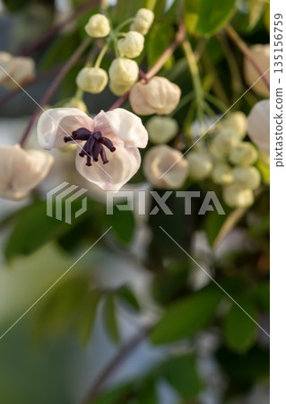 Akebi flower 135156759