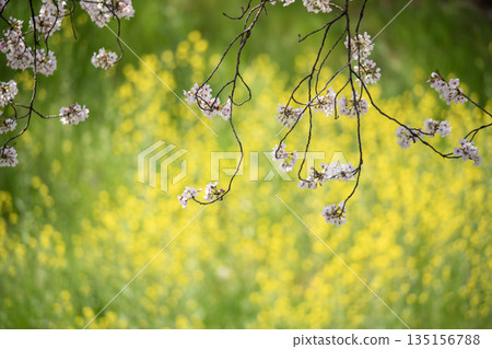 櫻花和油菜田 135156788