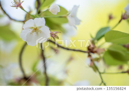 大島櫻花樹 135156824