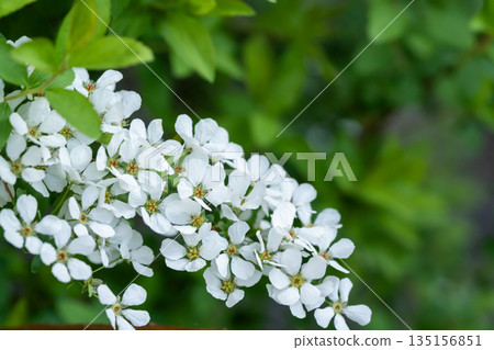 White poplar flower White poplar flower 135156851