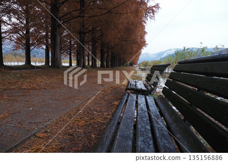 長椅和水杉樹 135156886