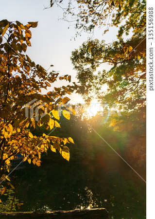 夕陽的餘暉灑在秋葉斑斕的景色上。 135156988