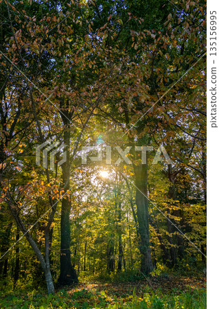 秋葉在森林裡 135156995