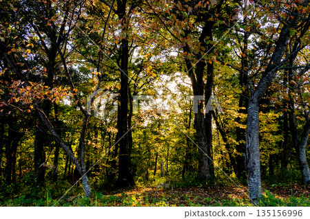 夕陽透過秋葉灑下斑斕的光輝。 夕陽透過秋葉灑下斑斕的光輝。 135156996