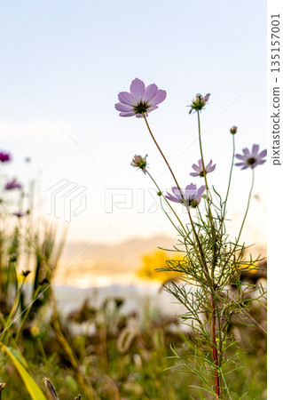 Cosmos illuminated by the sunset 135157001