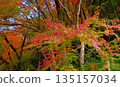 高知縣新淀川町大戶水壩湖岸邊，秋色絢麗。 135157034