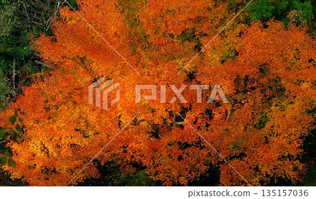 高知縣新淀川町大戶水壩湖岸邊,秋色絢麗。 高知縣新淀川町大戶水壩湖岸邊,秋色絢麗。 135157036