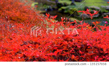 高知縣新淀川町大戶水壩湖岸邊,秋色絢麗。 高知縣新淀川町大戶水壩湖岸邊,秋色絢麗。 135157038